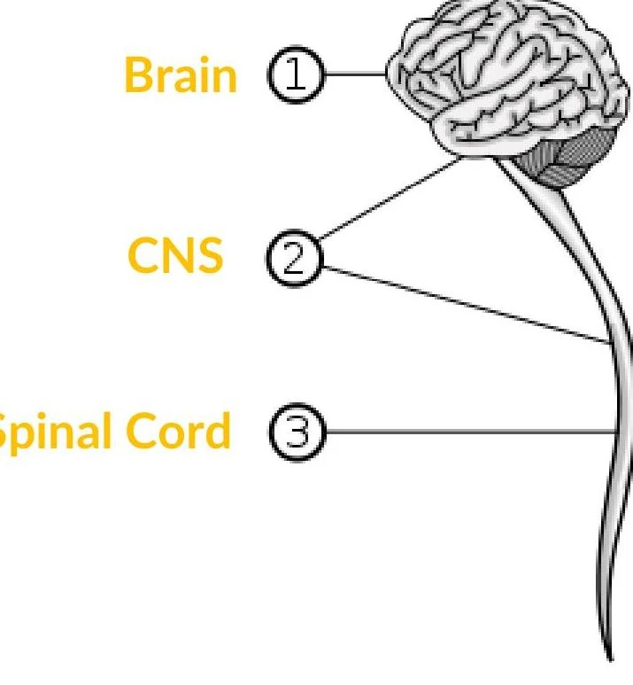 Diagram illustrating the brain, CNS, and spinal cord.