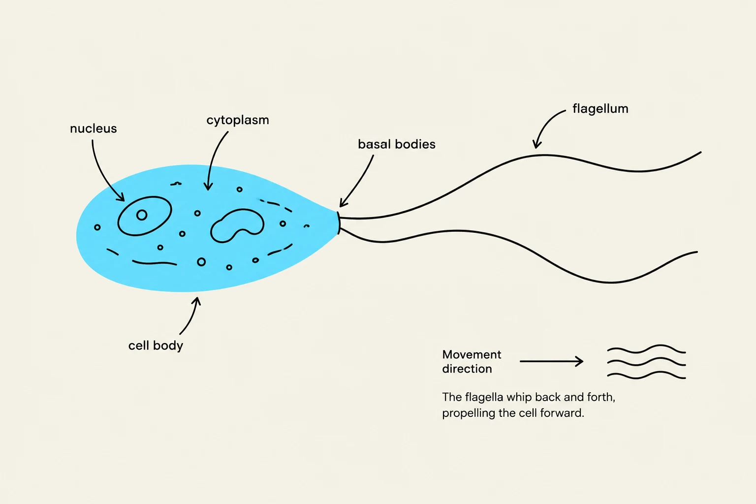 Diagram illustrating the structure and movement of a flagellated cell.
