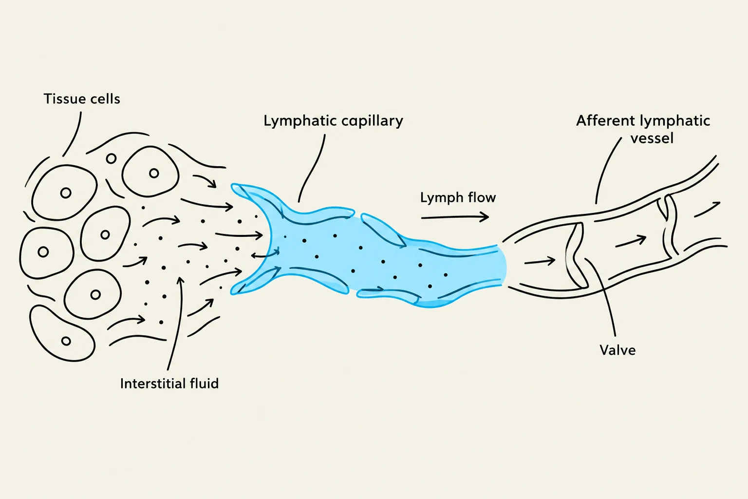 Diagram illustrating the flow of interstitial fluid into a lymphatic capillary and then into an afferent lymphatic vessel, showing the role of valves in unidirectional lymph flow.
