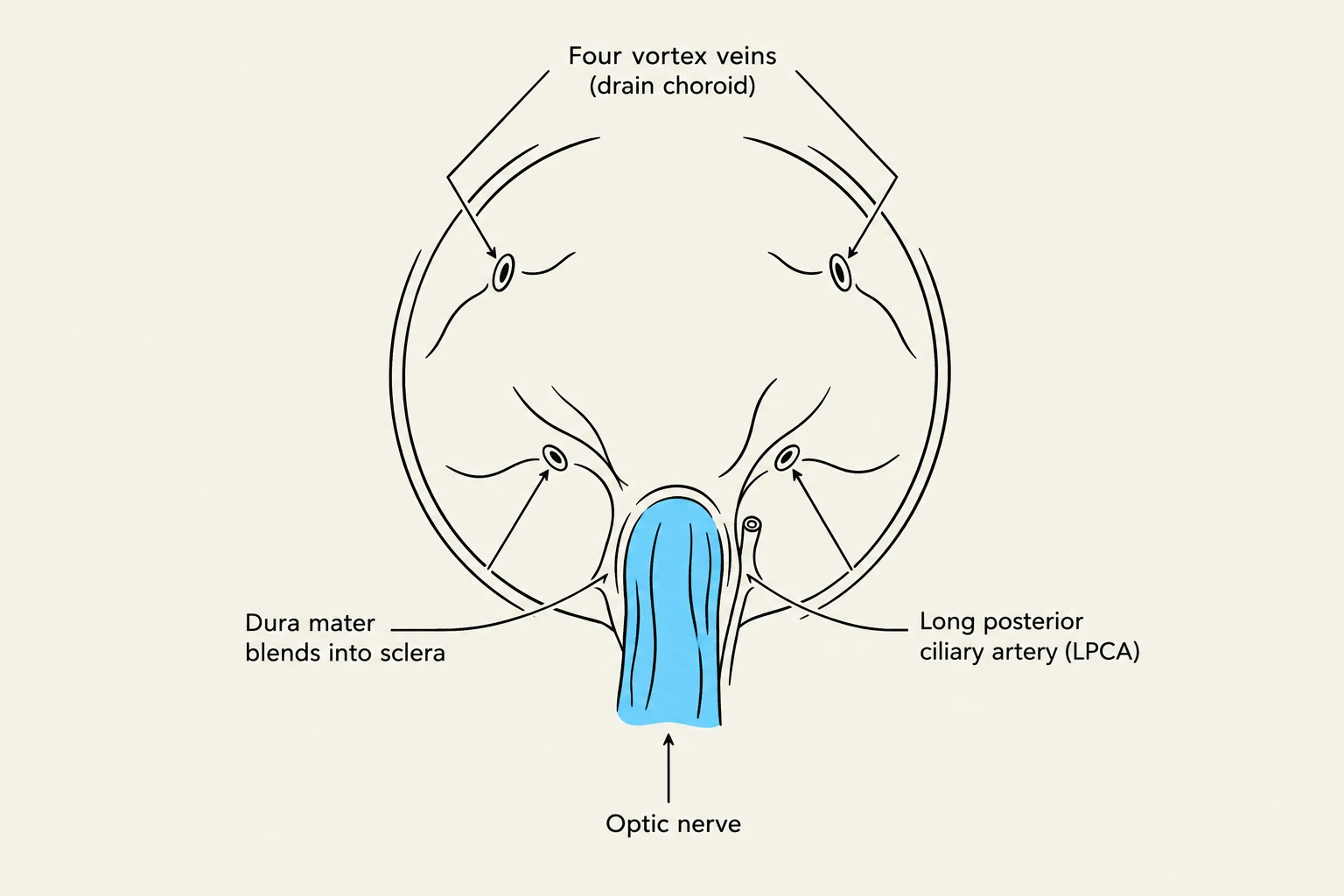 Diagram illustrating the anatomy of the eye, showing the optic nerve, dura mater blending into the sclera, four vortex veins draining the choroid, and the long posterior ciliary artery.