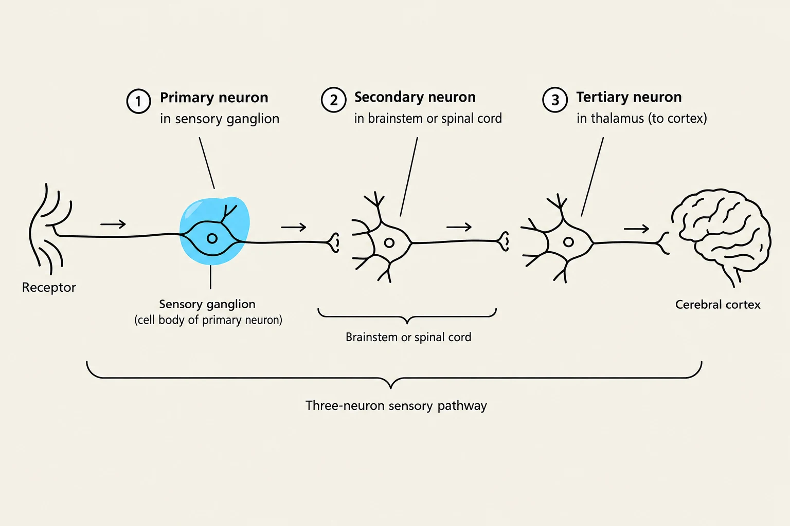 Diagram illustrating a three-neuron sensory pathway, showing the progression from a receptor through primary, secondary, and tertiary neurons to the cerebral cortex.