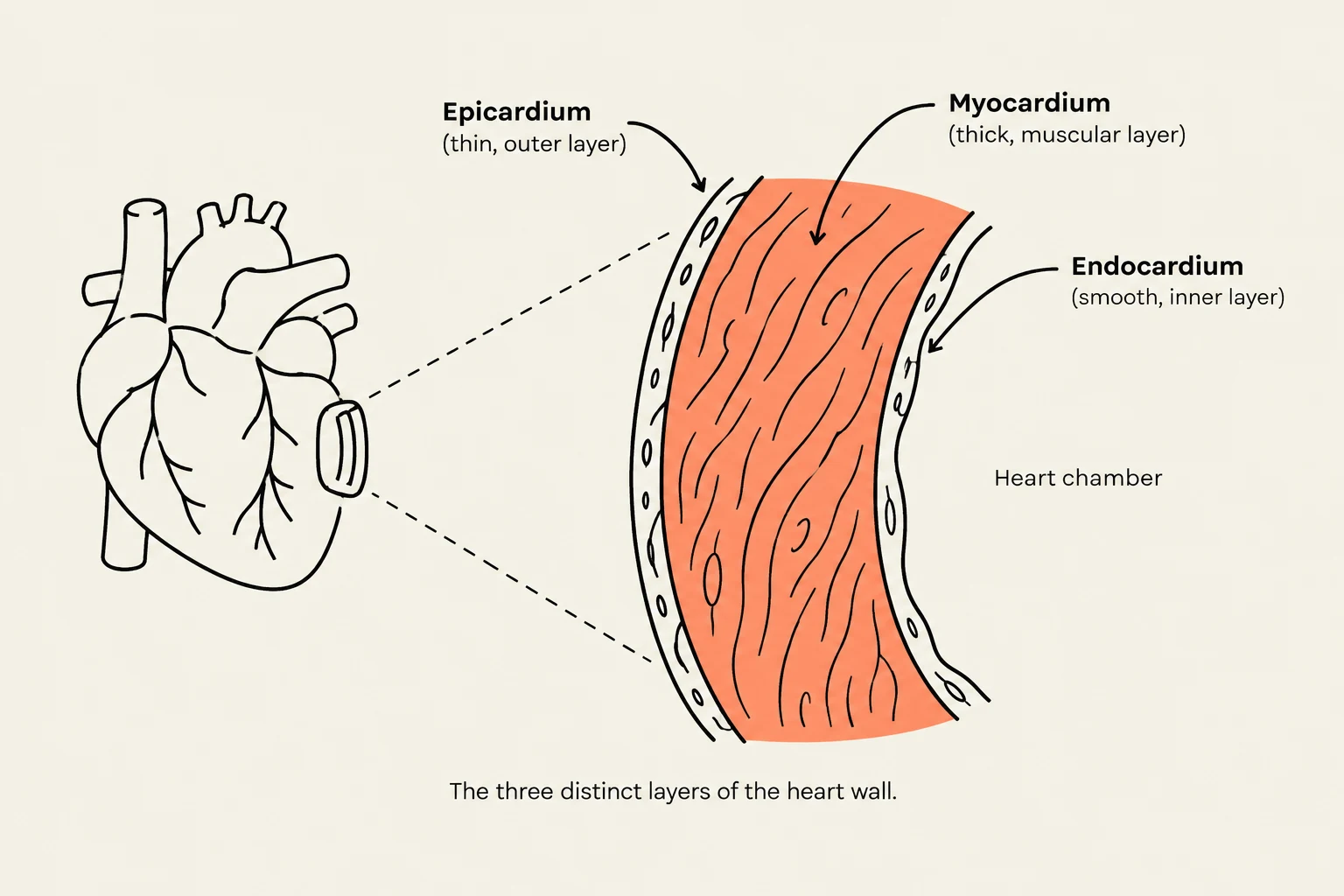 Diagram illustrating the three distinct layers of the heart wall: the epicardium (outer), myocardium (middle muscular layer), and endocardium (inner).
