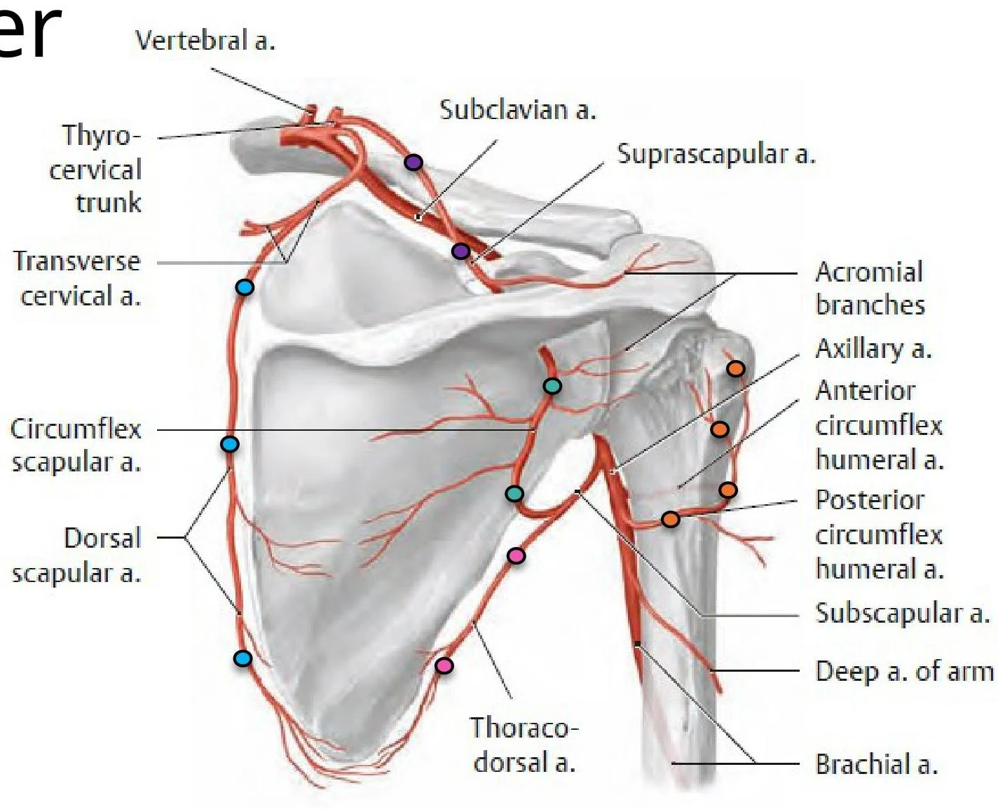 An illustration of the arteries of the shoulder and upper arm, including the vertebral, subclavian, axillary, and brachial arteries, along with their branches.