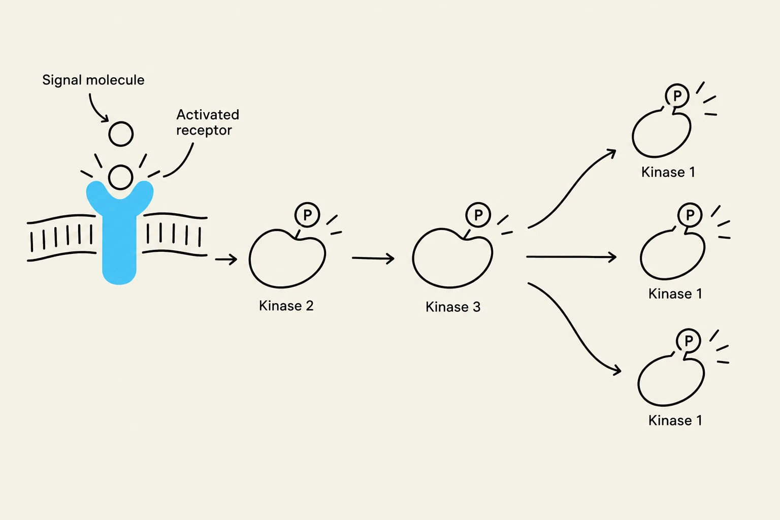 This diagram illustrates a signal transduction pathway where a signal molecule binds to an activated receptor, initiating a cascade of kinase activations. Kinase 2 is activated, which then activates Kinase 3. Kinase 3 subsequently activates multiple instances of Kinase 1, demonstrating a common mechanism in cellular signaling.