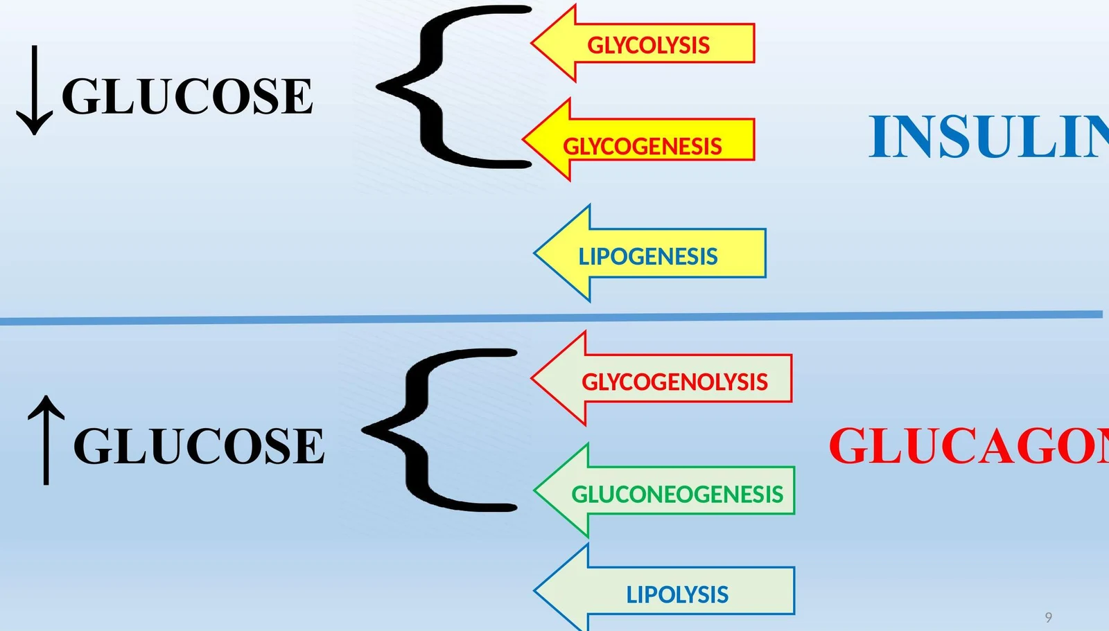 This diagram illustrates the effects of insulin and glucagon on glucose metabolism. Insulin promotes glycolysis, glycogenesis, and lipogenesis when glucose levels are low. Glucagon stimulates glycogenolysis, gluconeogenesis, and lipolysis when glucose levels are high.