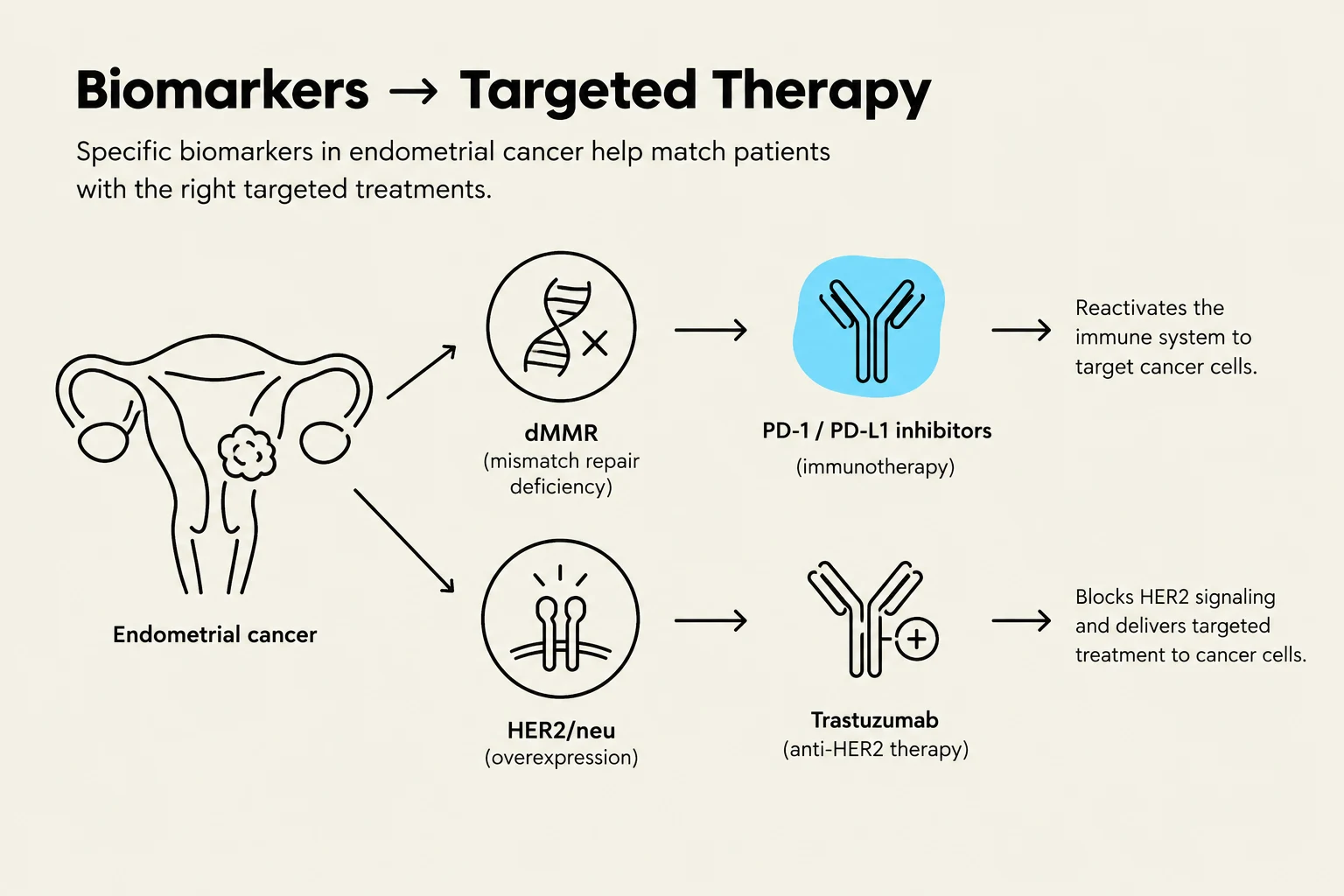 This diagram illustrates how specific biomarkers in endometrial cancer, such as dMMR and HER2/neu, are used to guide targeted therapies like PD-1/PD-L1 inhibitors and Trastuzumab, respectively, to treat cancer cells.