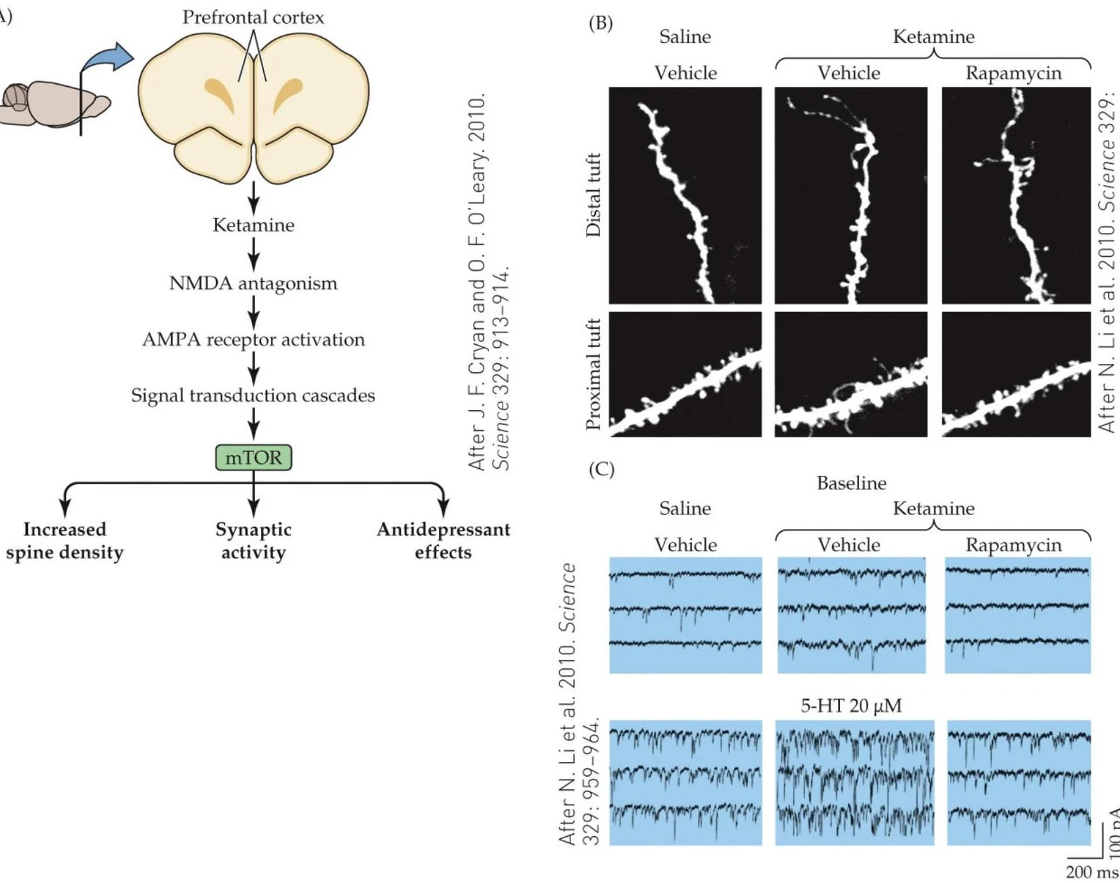 Diagram illustrating the proposed mechanism of ketamine's antidepressant effects, involving NMDA receptor antagonism, AMPA receptor activation, and mTOR signaling, leading to increased spine density, synaptic activity, and antidepressant effects. Panel B shows microscopy images of neuronal dendritic spines after saline or ketamine treatment, and Panel C displays electrophysiological recordings of synaptic activity.