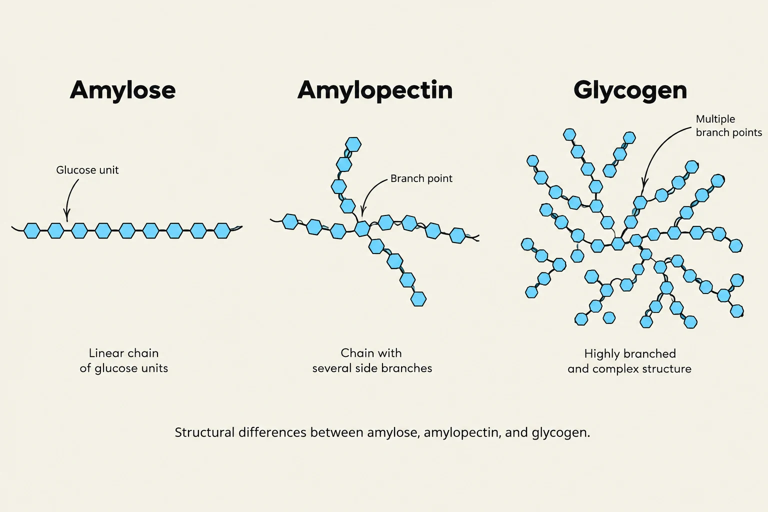 Structural differences between amylose, amylopectin, and glycogen, illustrating their branching patterns.