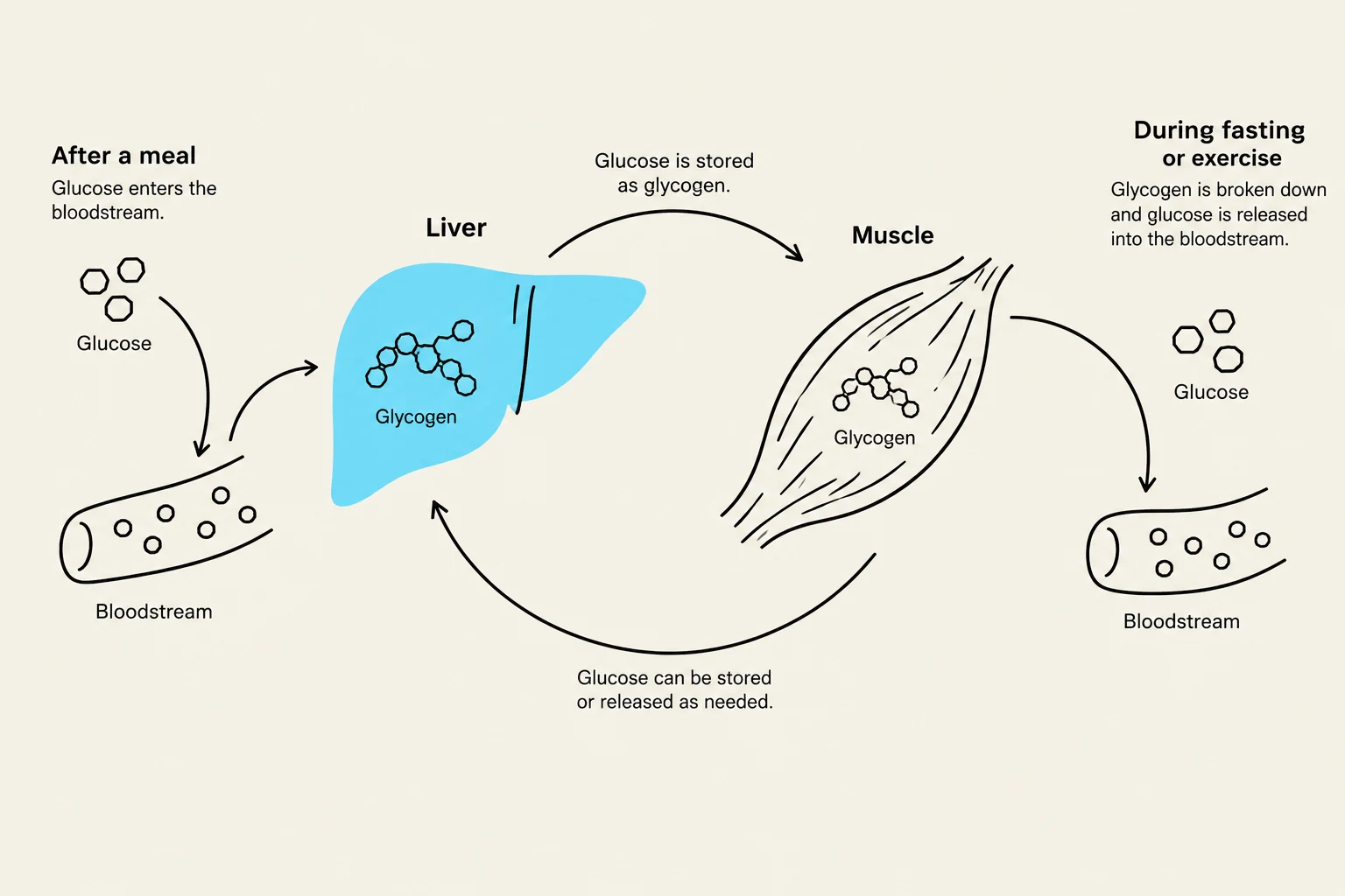 Diagram illustrating the storage and release of glucose as glycogen in the liver and muscles, and its circulation in the bloodstream.