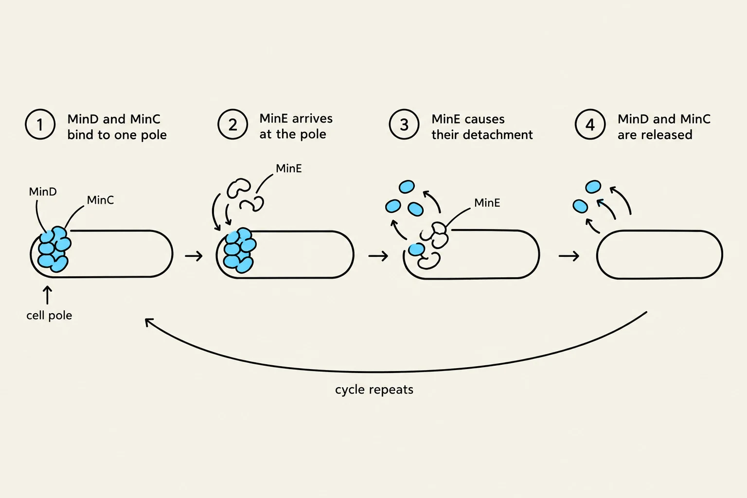Diagram illustrating the Min system's role in bacterial cell division, showing the cyclical binding and release of MinD, MinC, and MinE proteins at the cell poles.
