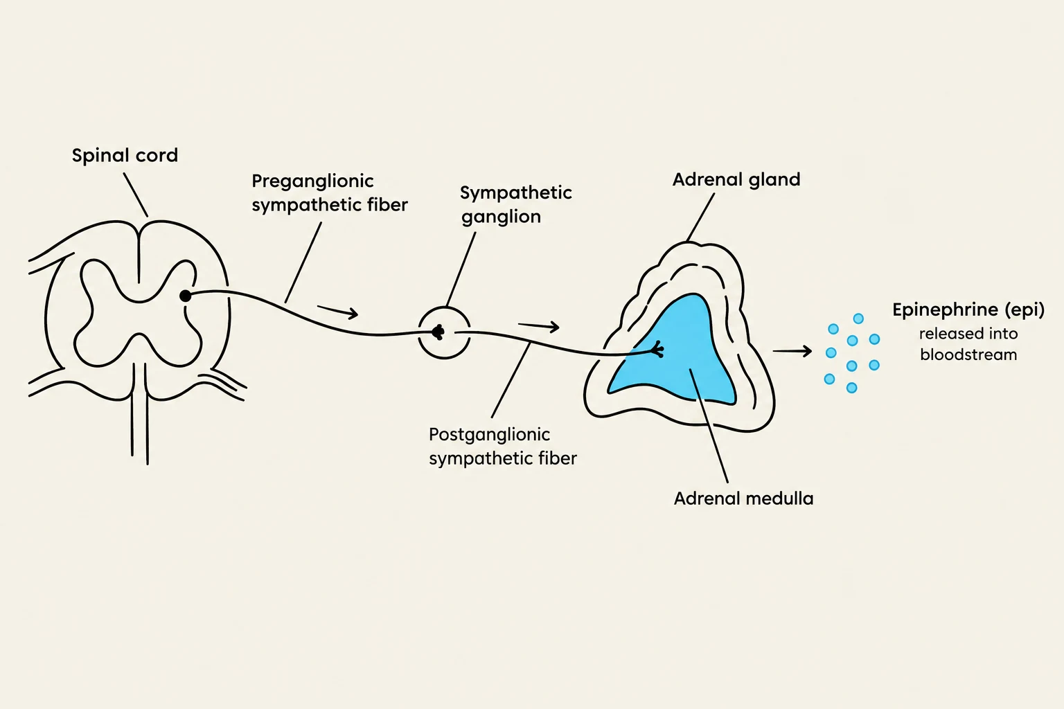 Diagram illustrating the sympathetic nervous system's control over the adrenal medulla, leading to the release of epinephrine into the bloodstream.