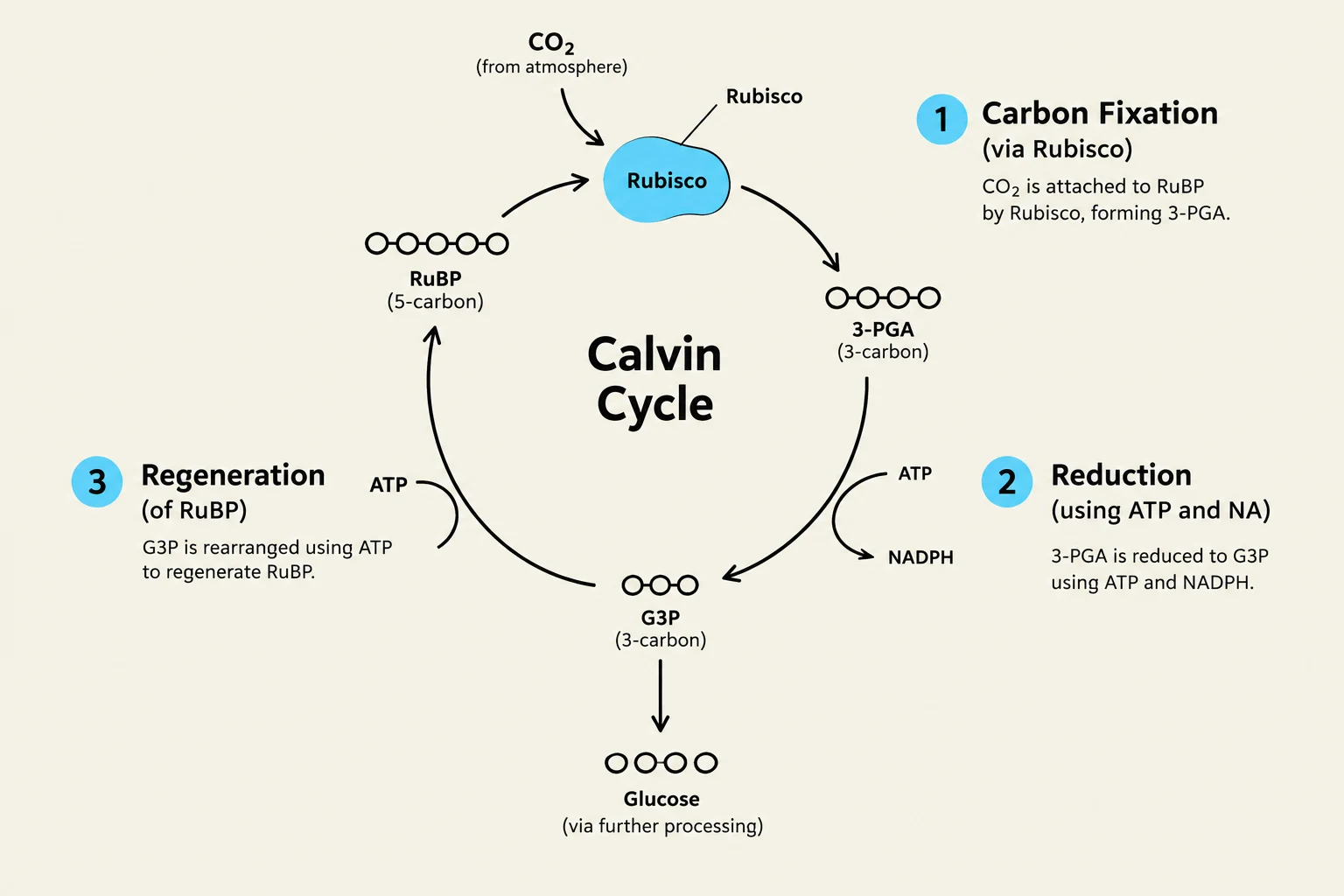 The Calvin Cycle illustrates the process of carbon fixation, reduction, and regeneration of RuBP, ultimately leading to the production of glucose.