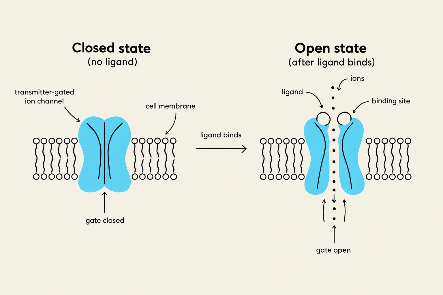 Diagram illustrating the mechanism of a ligand-gated ion channel in its closed and open states. In the closed state, the channel is not bound by a ligand and prevents ion passage. Upon ligand binding to the receptor site, the channel undergoes a conformational change, opening to allow ions to flow across the cell membrane.