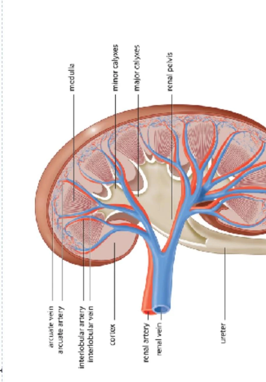 Diagram of a cross-section of a kidney, illustrating its internal structures including the cortex, medulla, renal pelvis, and associated blood vessels and ureter.