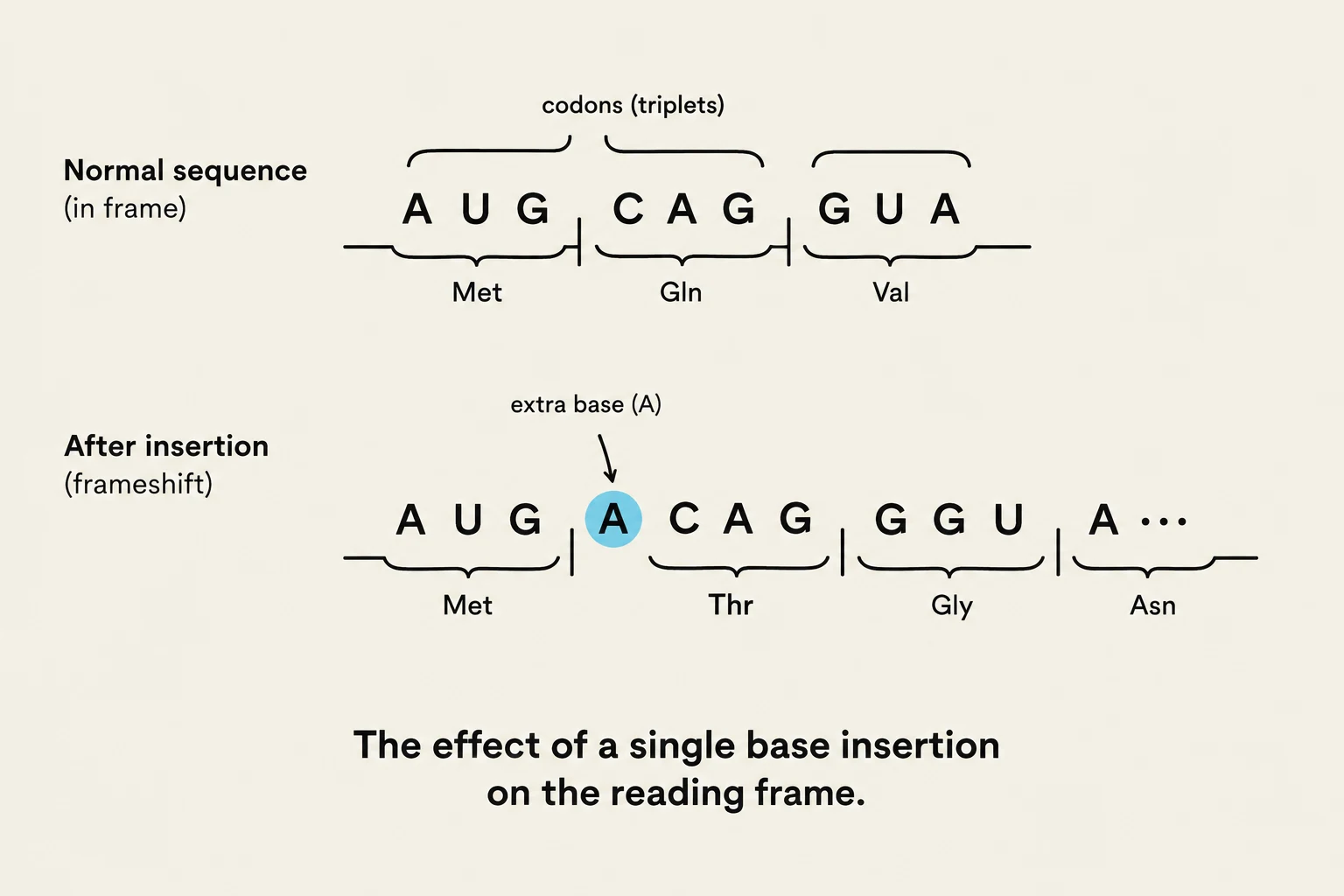 This diagram illustrates how a single base insertion in a DNA sequence can cause a frameshift mutation, altering the resulting amino acid sequence.