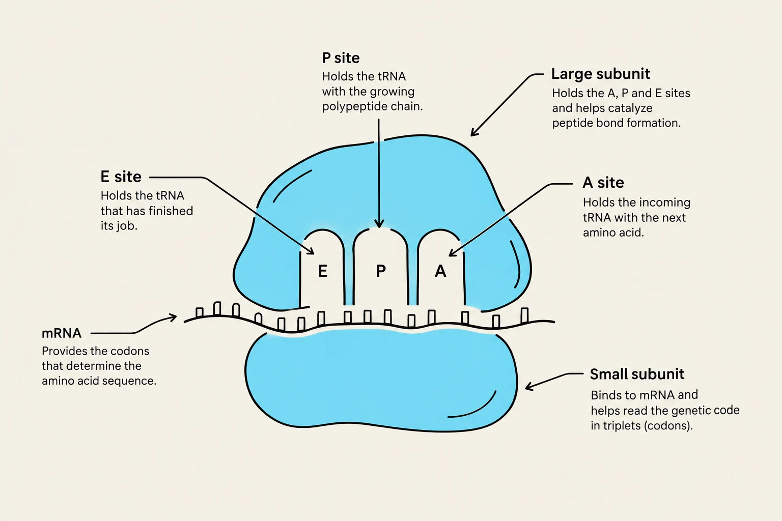 Diagram illustrating the structure and function of a ribosome during protein synthesis, showing the mRNA strand and the E, P, and A sites on the large and small subunits.