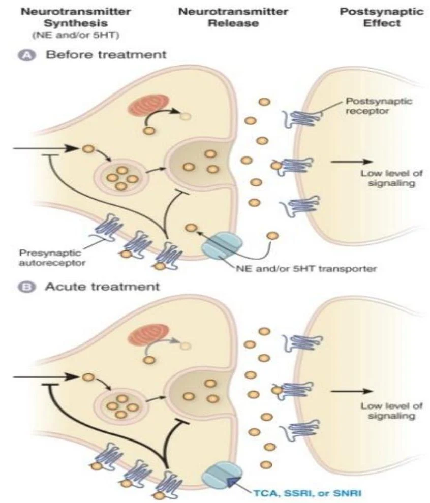 Diagram illustrating neurotransmitter synthesis, release, and postsynaptic effect before and during acute treatment with TCA, SSRI, or SNRI.