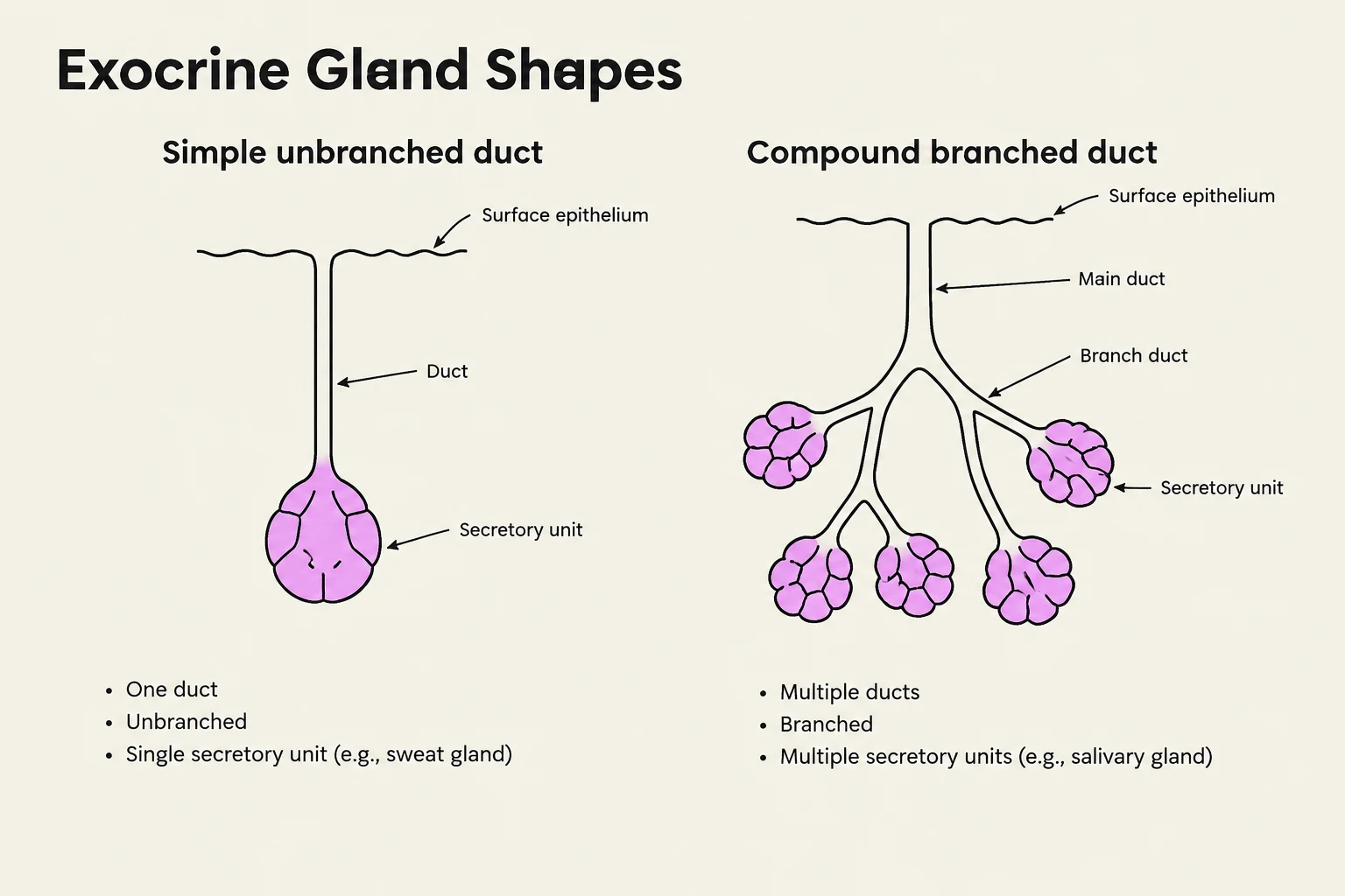 Diagrams illustrating the structures of simple unbranched and compound branched exocrine glands, including their ducts and secretory units.
