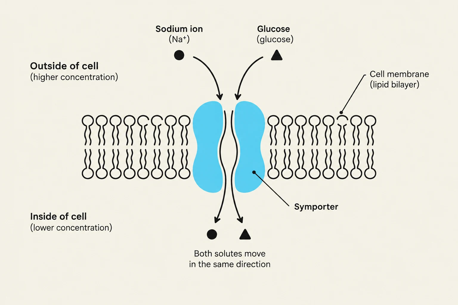 Diagram illustrating the co-transport of sodium ions and glucose across a cell membrane via a symporter protein, moving both solutes in the same direction.