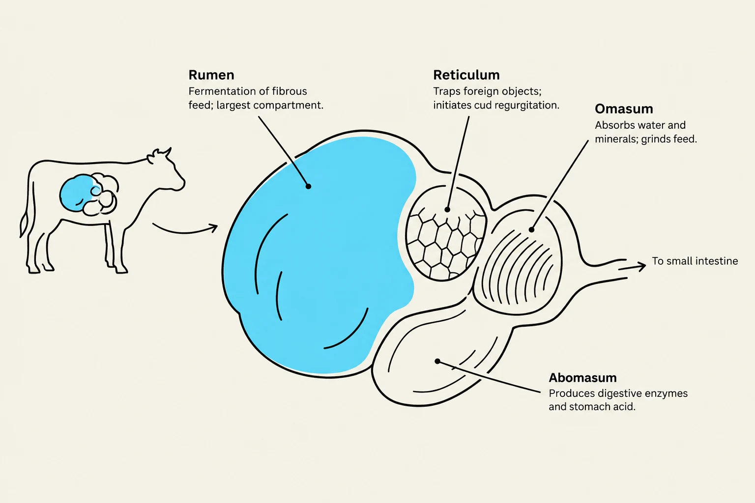 Diagram illustrating the four compartments of a cow's stomach: Rumen, Reticulum, Omasum, and Abomasum, with descriptions of their functions.