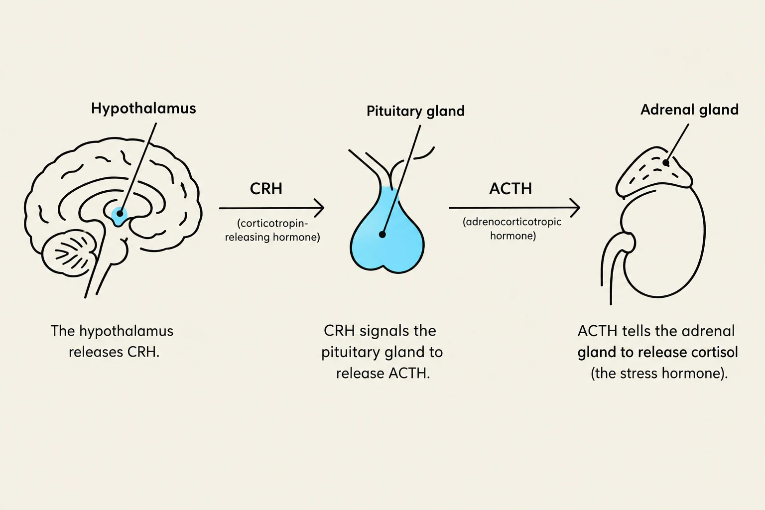 This diagram illustrates the hypothalamic-pituitary-adrenal (HPA) axis, a key component of the body's stress response system. It shows how the hypothalamus releases corticotropin-releasing hormone (CRH), which stimulates the pituitary gland to release adrenocorticotropic hormone (ACTH). ACTH then signals the adrenal gland to release cortisol, often referred to as the stress hormone.