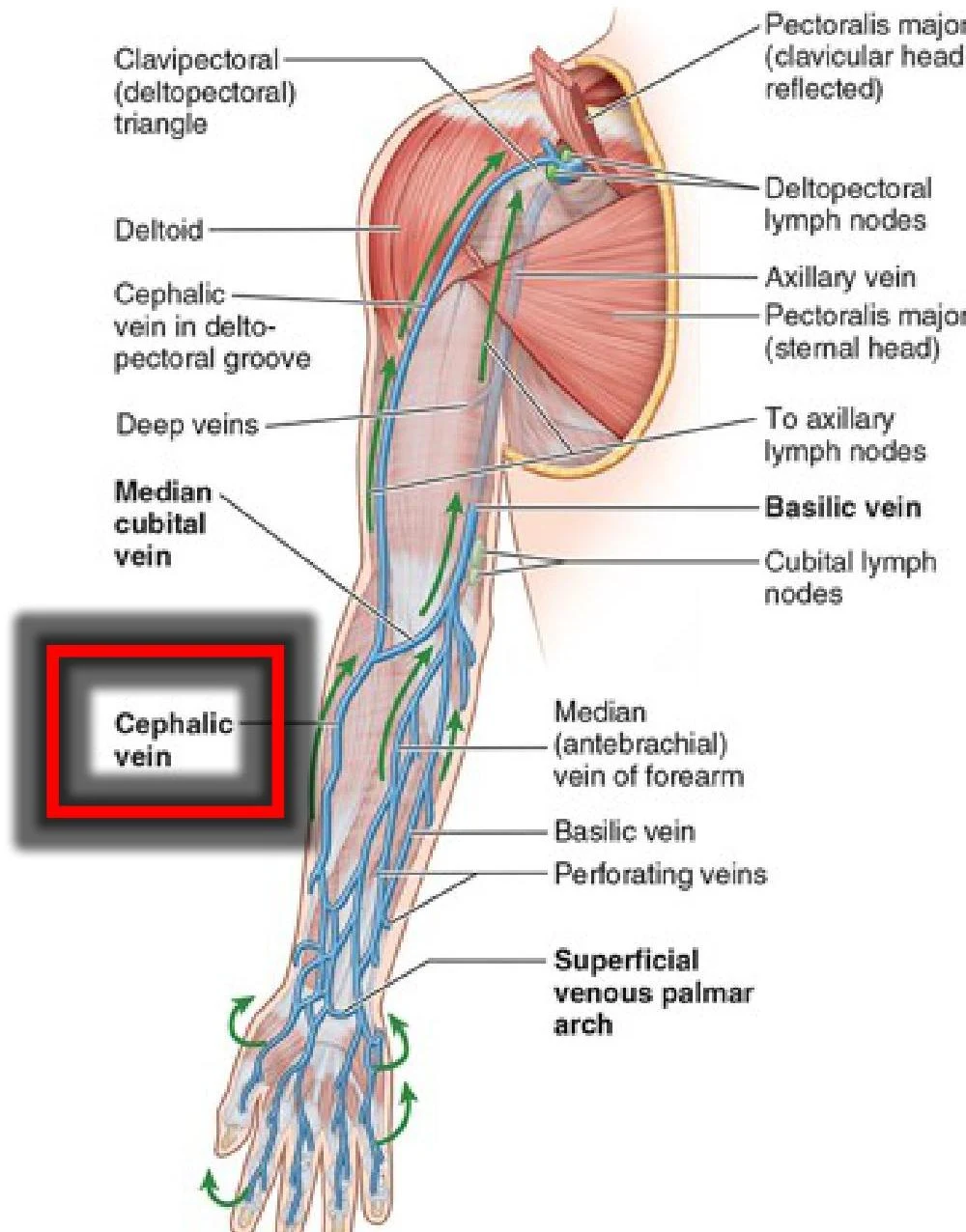 An illustration of the superficial veins of the arm, including the cephalic vein, basilic vein, and median cubital vein.