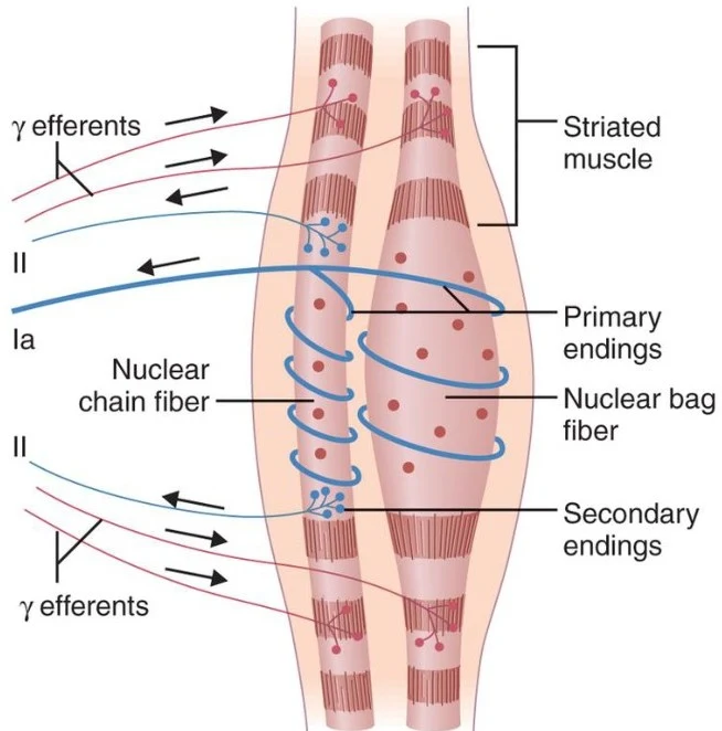 Diagram illustrating the structure of a muscle spindle, showing nuclear chain fibers and nuclear bag fibers with associated sensory and motor nerve endings.
