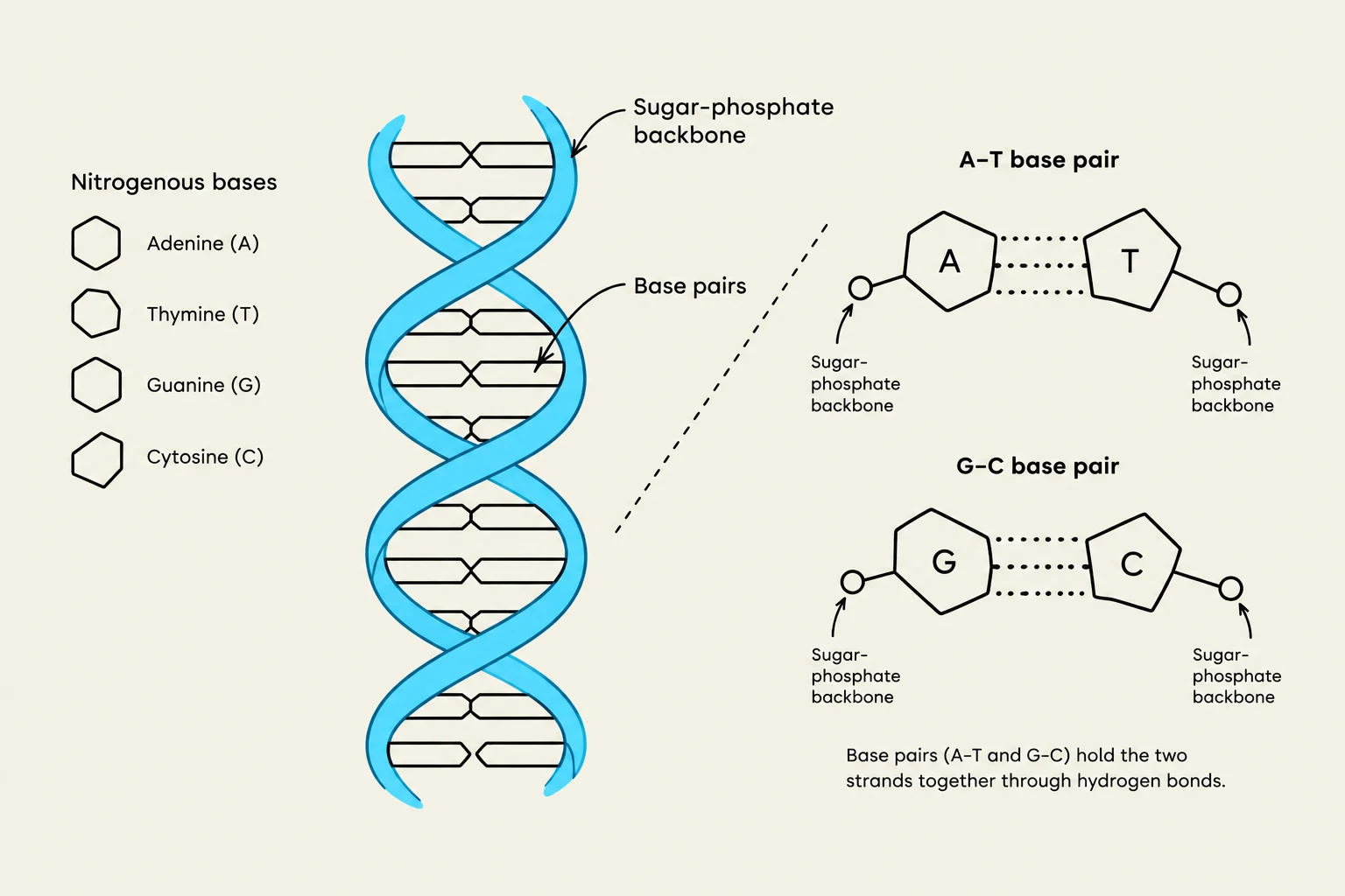This illustration shows the structure of DNA, including the sugar-phosphate backbone, base pairs (Adenine-Thymine and Guanine-Cytosine), and how they are held together by hydrogen bonds.