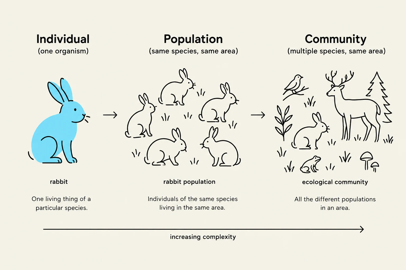 This diagram illustrates the ecological concepts of individual, population, and community, showing increasing complexity from a single organism to a group of different species in an area.