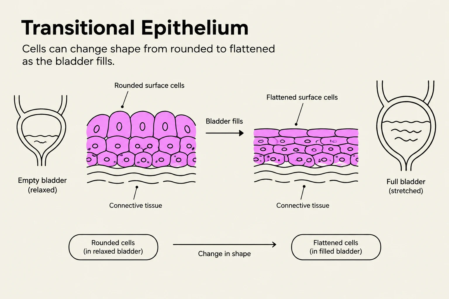 Diagram illustrating transitional epithelium, showing how bladder cells change shape from rounded to flattened as the bladder fills.