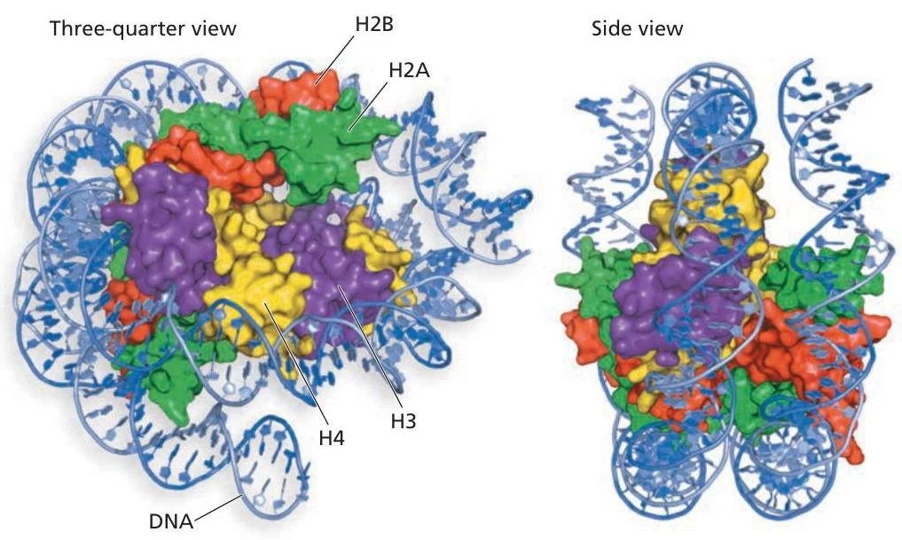 Diagrams illustrating the structure of DNA wrapped around histone proteins, forming nucleosomes.