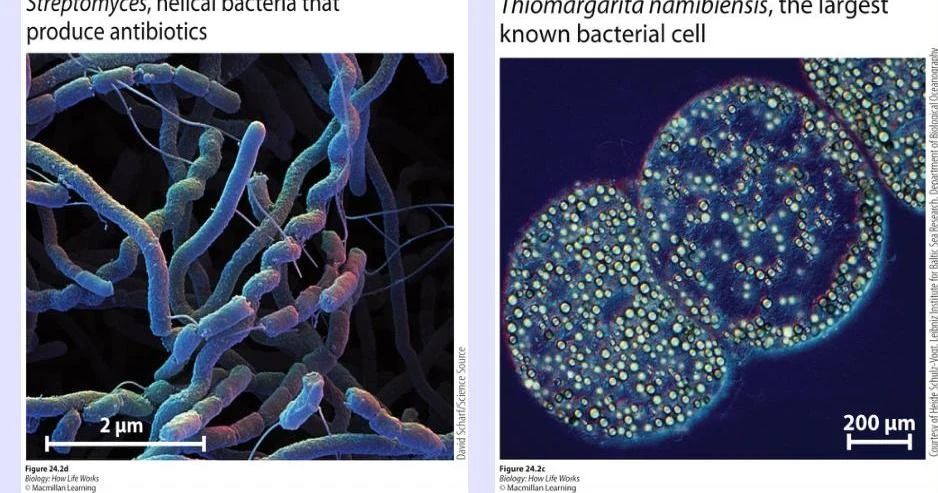 The image displays two types of bacteria: Streptomyces, known for producing antibiotics, and Thiomargarita namibiensis, the largest known bacterial cell.