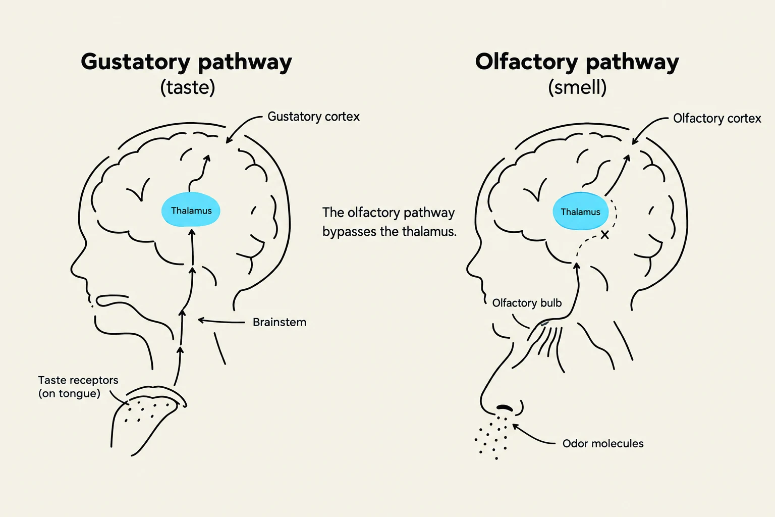 This diagram illustrates the distinct pathways of taste and smell in the human brain. The gustatory pathway involves the thalamus, while the olfactory pathway bypasses it, directly connecting to the olfactory bulb and cortex.