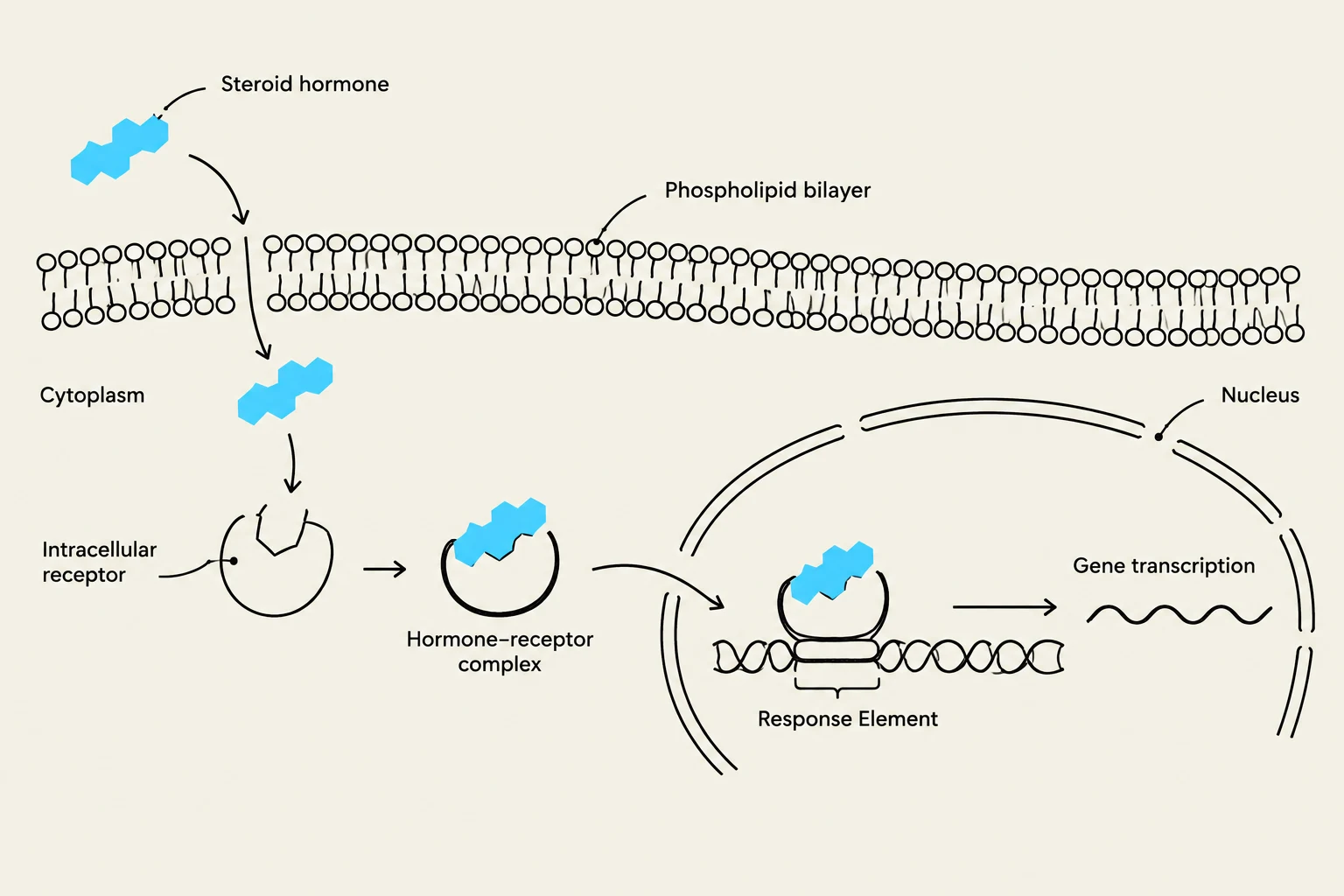Diagram illustrating how a steroid hormone enters a cell, binds to an intracellular receptor, and then interacts with DNA in the nucleus to initiate gene transcription.