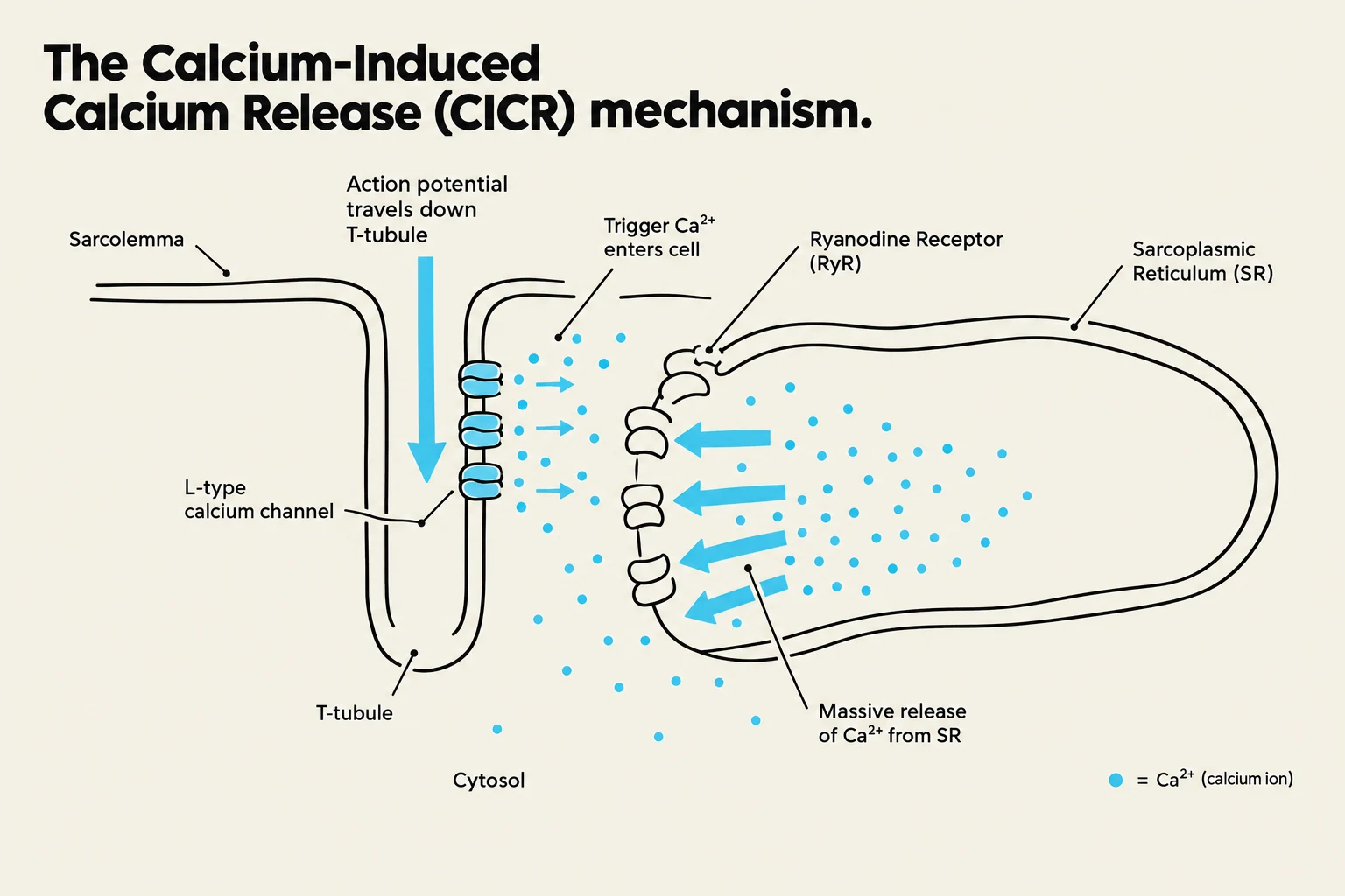 Diagram illustrating the Calcium-Induced Calcium Release (CICR) mechanism, showing the role of the sarcolemma, T-tubule, L-type calcium channels, Ryanodine Receptors, and Sarcoplasmic Reticulum in calcium ion release.