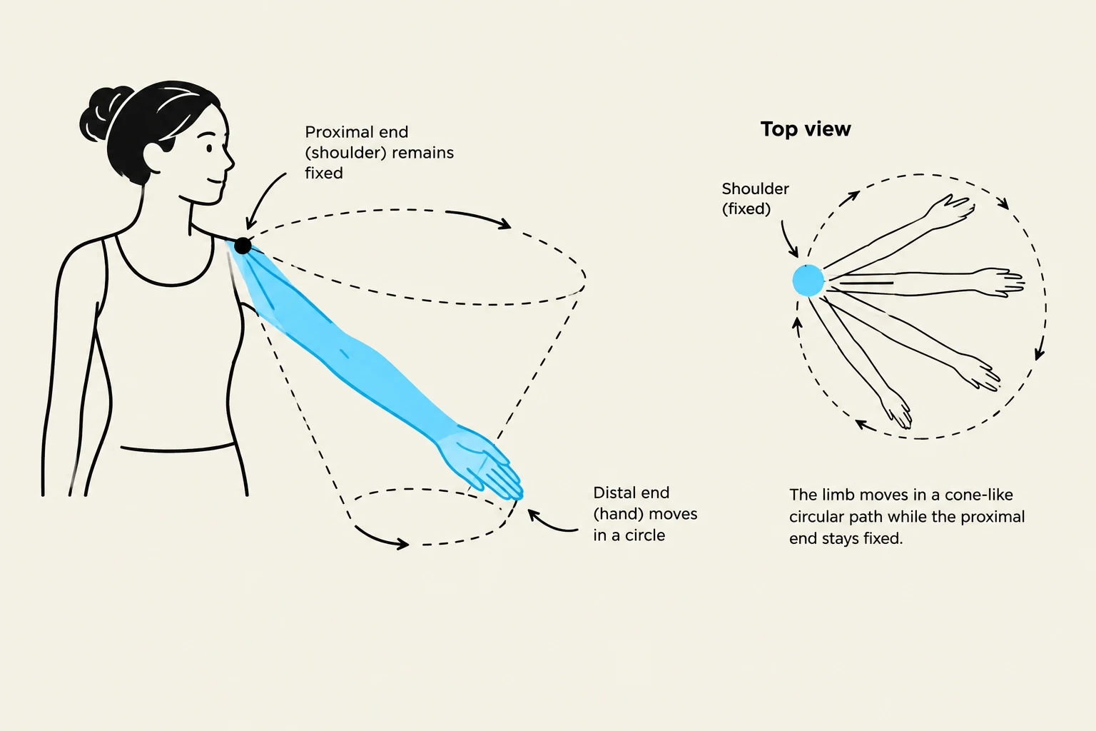 Diagram illustrating the conical motion of an arm with a fixed shoulder joint.