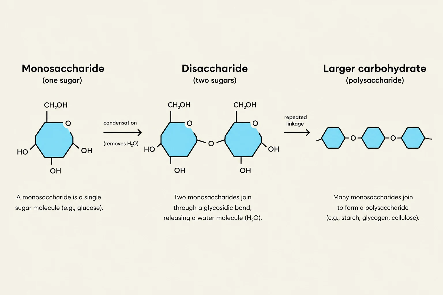 This diagram illustrates the formation of carbohydrates from monosaccharides to disaccharides and polysaccharides through condensation reactions.