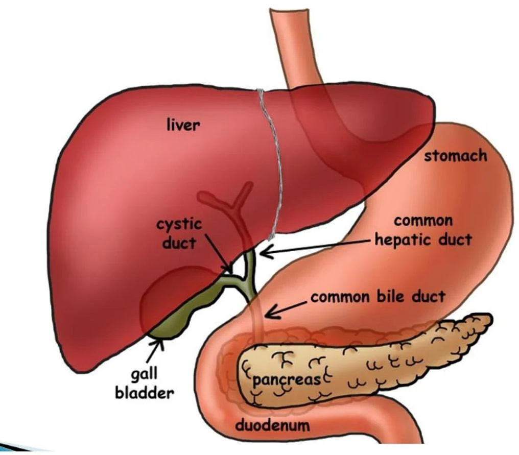 Diagram of the liver, stomach, gallbladder, pancreas, and duodenum, illustrating the common bile duct and common hepatic duct.