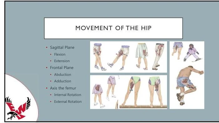 Diagrams illustrating hip movements such as flexion, extension, abduction, adduction, and rotation.