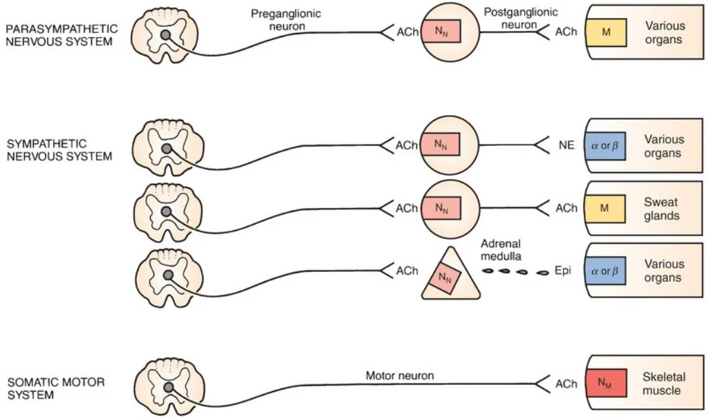 Diagram illustrating the autonomic and somatic motor nervous systems, detailing the pathways and neurotransmitters involved in their function.