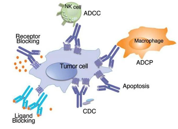 This diagram illustrates various mechanisms by which antibodies can target tumor cells, including Antibody-Dependent Cellular Cytotoxicity (ADCC) mediated by NK cells, Antibody-Dependent Cellular Phagocytosis (ADCP) by macrophages, Complement-Dependent Cytotoxicity (CDC), induction of apoptosis, receptor blocking, and ligand blocking.