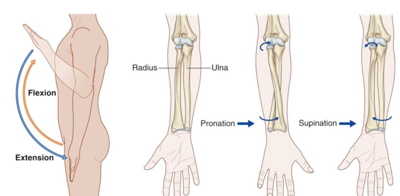 Diagram illustrating forearm flexion and extension, and pronation and supination movements.