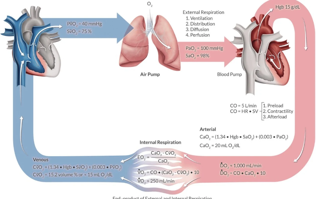 This diagram illustrates the process of external and internal respiration, detailing the exchange of oxygen and carbon dioxide between the lungs, blood, and tissues, along with relevant physiological parameters and formulas.