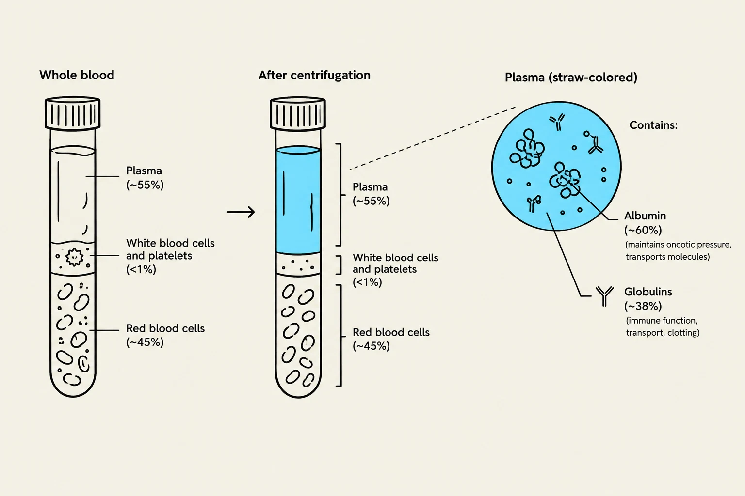 This diagram illustrates the composition of whole blood and its separation into plasma, white blood cells, platelets, and red blood cells after centrifugation. It also details the primary components of plasma: albumin and globulins, along with their respective functions.