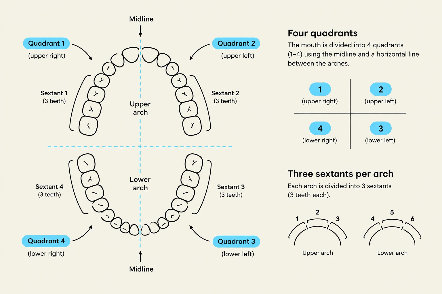 Diagram illustrating the division of the mouth into four quadrants and six sextants for dental charting.