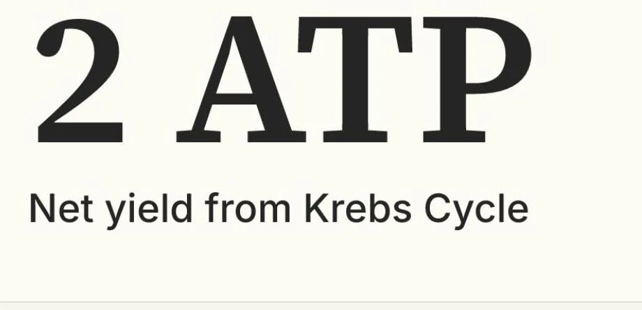 The Krebs Cycle yields a net of 2 ATP molecules.