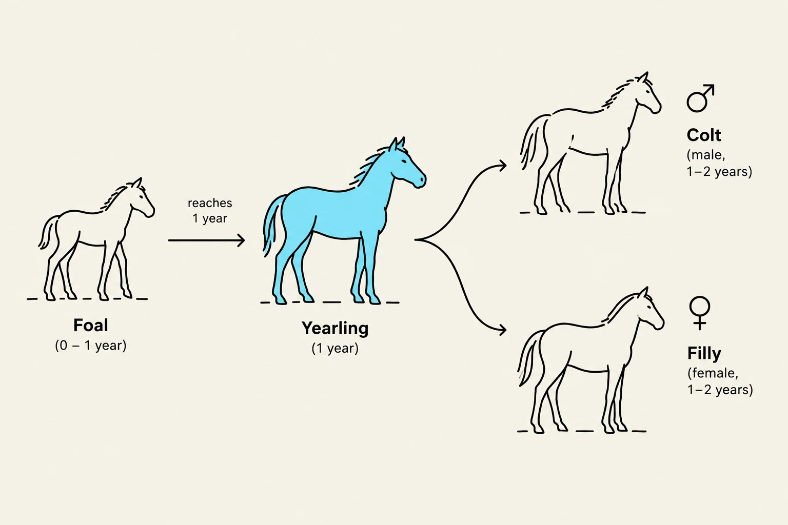This diagram illustrates the stages of a horse's development from foal to yearling, and then differentiating into a colt (male) or filly (female) between 1-2 years of age.