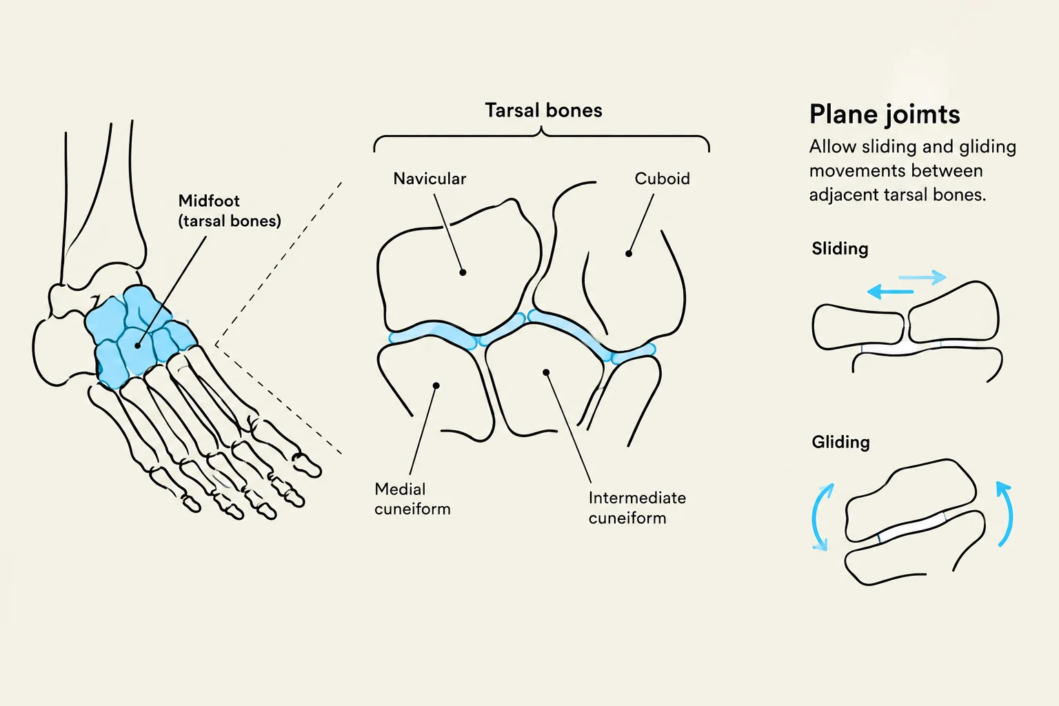 Diagram illustrating the plane joints of the tarsal bones in the midfoot, showing sliding and gliding movements.
