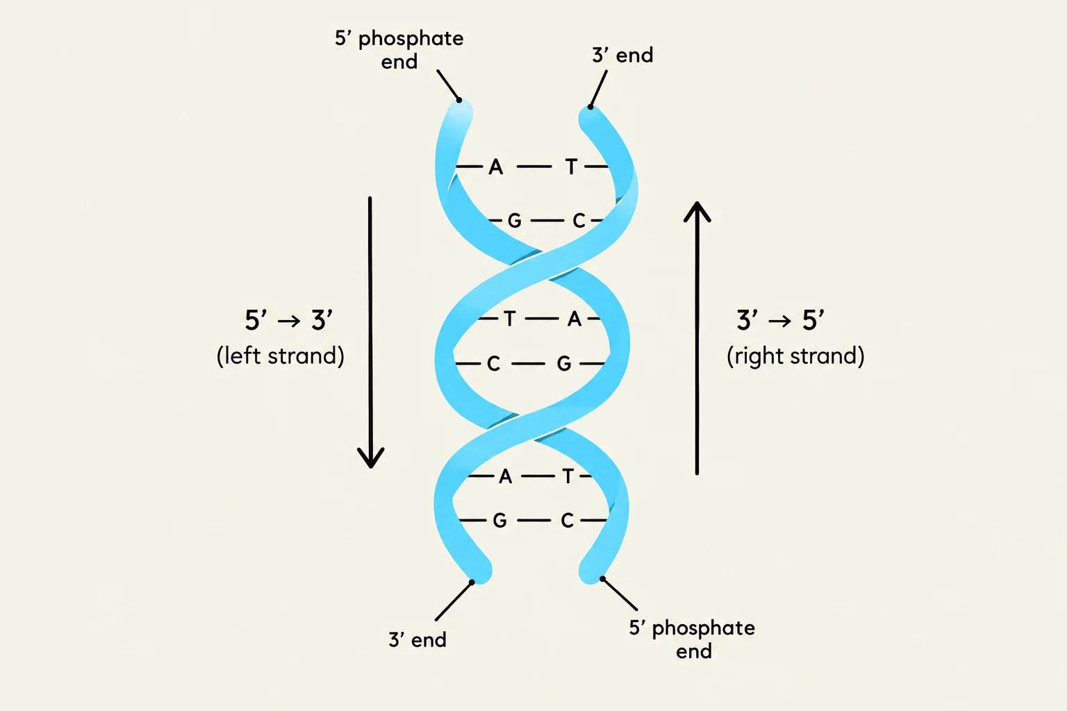 Diagram illustrating the double helix structure of DNA, showing the antiparallel strands with 5' and 3' ends, and base pairing (A-T, G-C).
