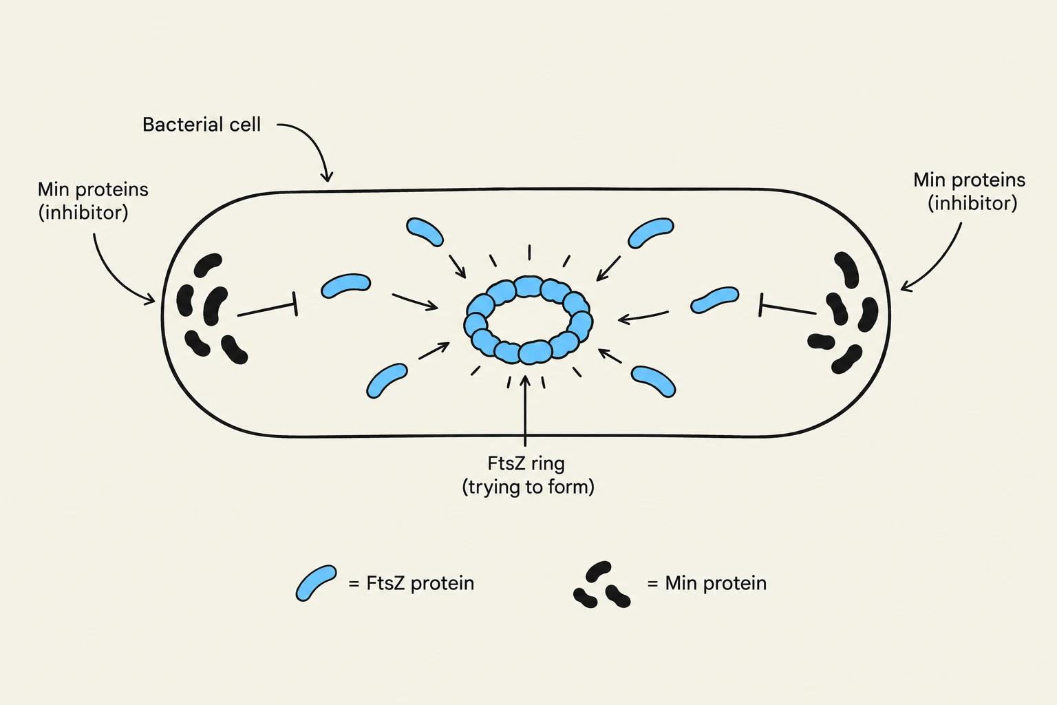 Diagram illustrating the formation of an FtsZ ring within a bacterial cell, with Min proteins acting as inhibitors at the cell poles.